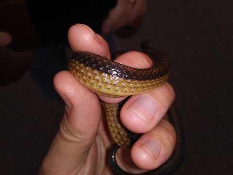 Image of Striped Crayfish Snake