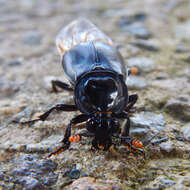 Image of Nicrophorus (Nicrophorus) concolor (Kraatz 1877)