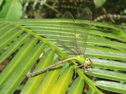 Image of Gynacantha millardi Fraser 1920