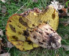 Image of Iodine bolete