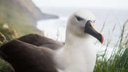 Image of Indian Yellow-nosed Albatross