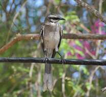 Image of Long-tailed Mockingbird