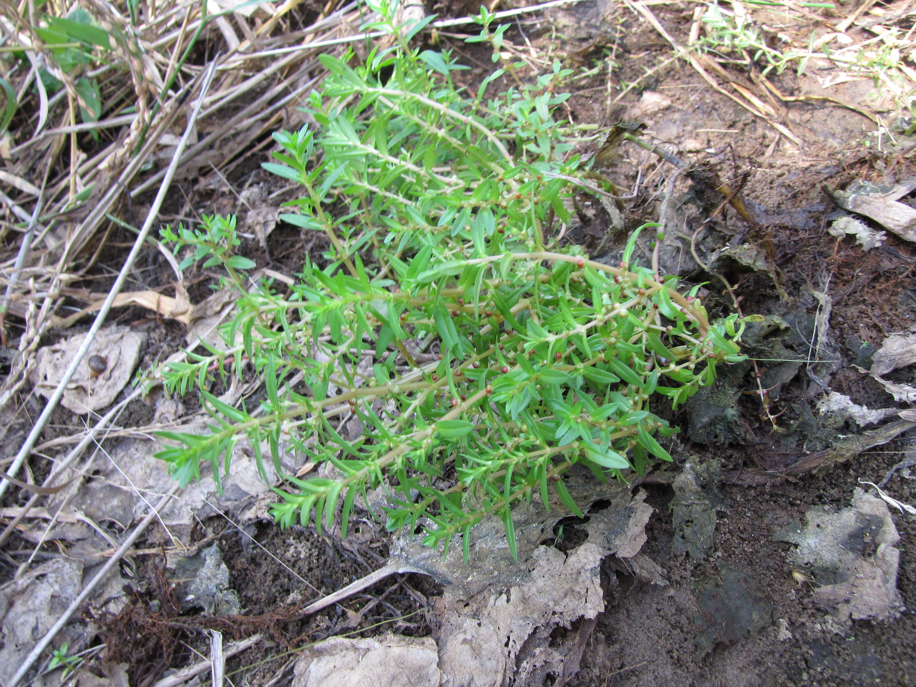 Image of rotala