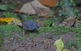 Image of Northern White-crowned Tapaculo