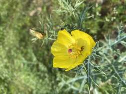 Image of Mexican pricklypoppy