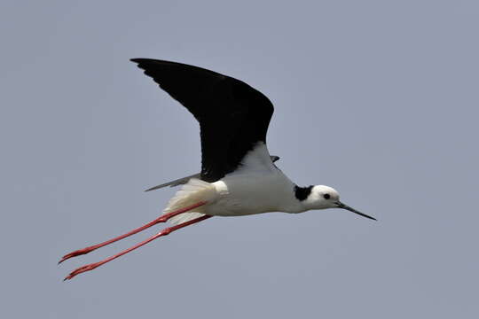 Image of Pied Stilt