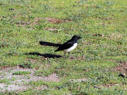 Image of Willie Wagtail