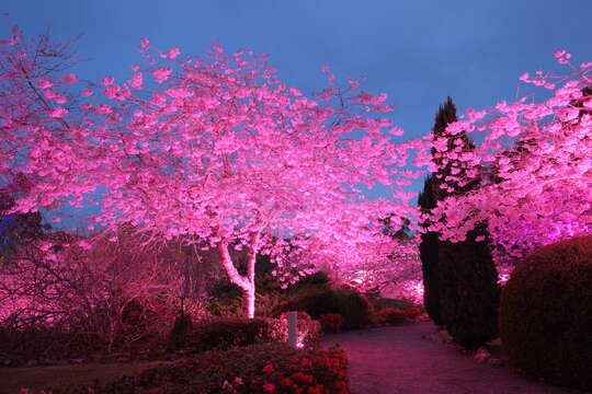 Plancia ëd Prunus yedoensis Matsum.