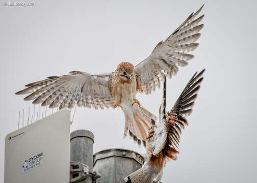 Image of Australian Kestrel