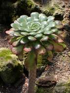 Image of Aeonium ciliatum (Willd.) Webb & Berth.