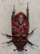 Image of Bull Headed Dung Beetle