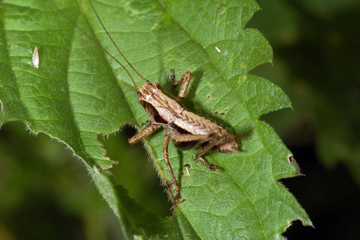 Image of dark bush-cricket