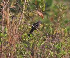 Image of Blue-faced Malkoha