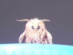 Image of lackey moth