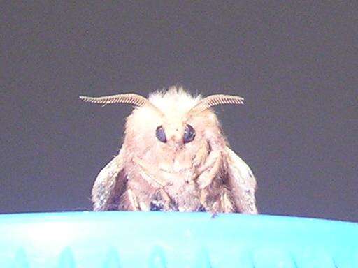 Image of lackey moth