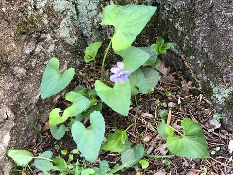 Image of common blue violet