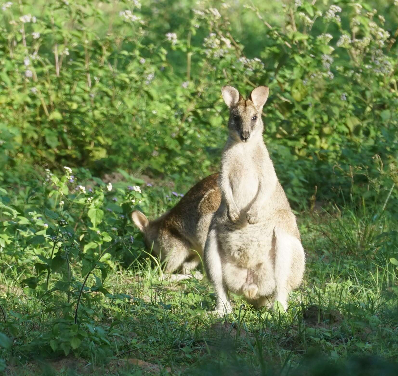 Image of Agile Wallaby