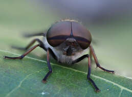 Image of Tabanus maculicornis Zetterstedt 1842