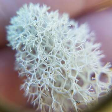 Imagem de Cladonia evansii Abbayes