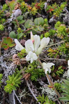 Sivun Oxytropis sordida kuva