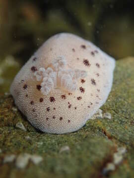 Image of Alloiodoris lanuginata (Abraham 1877)