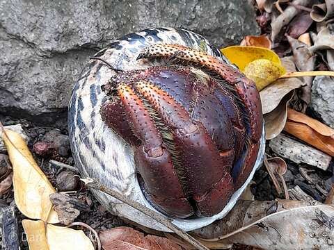 Image of Caribbean hermit crab