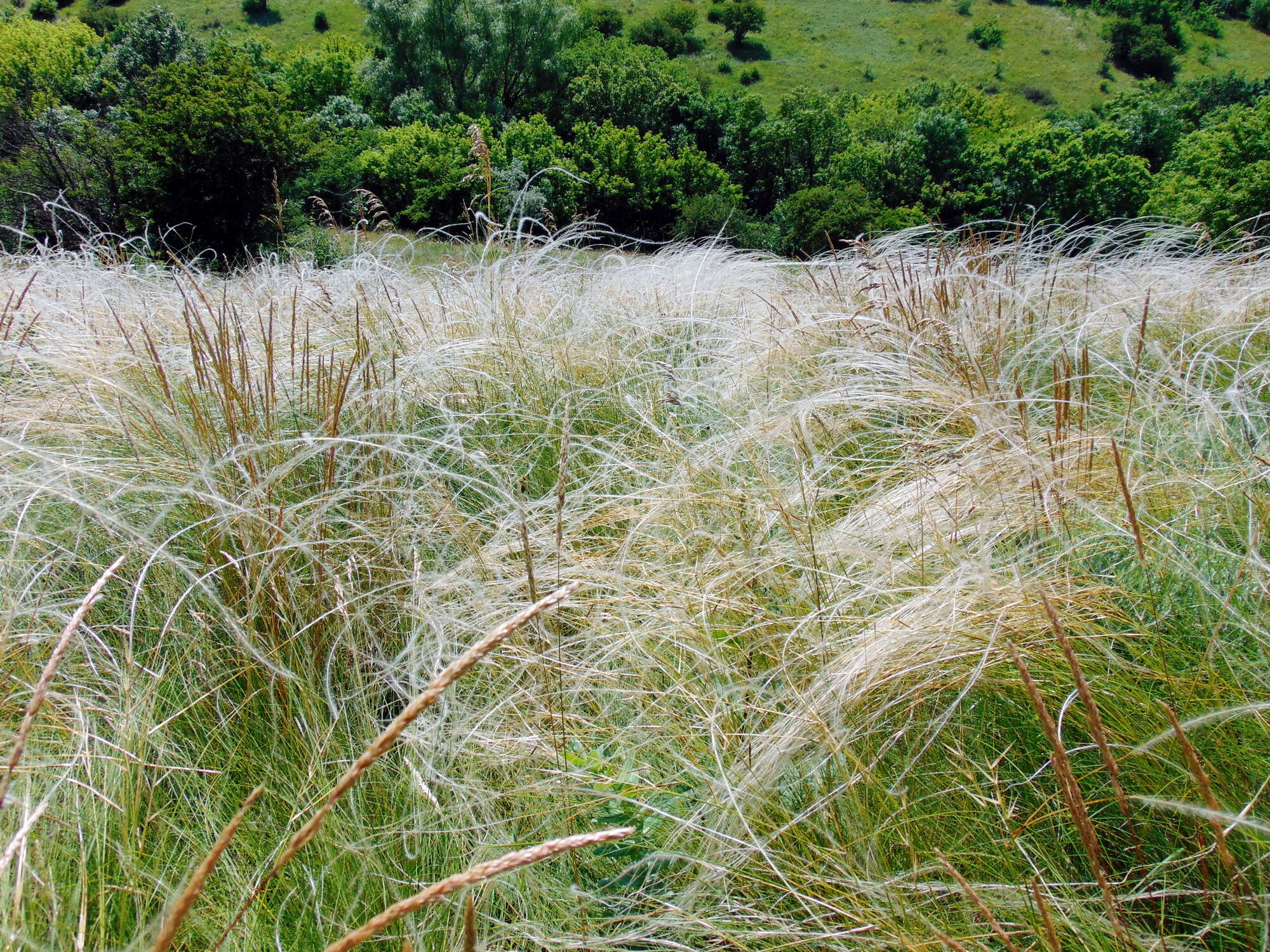 Imagem de Stipa pulcherrima K. Koch