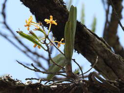 Image of Vanda testacea (Lindl.) Rchb. fil.