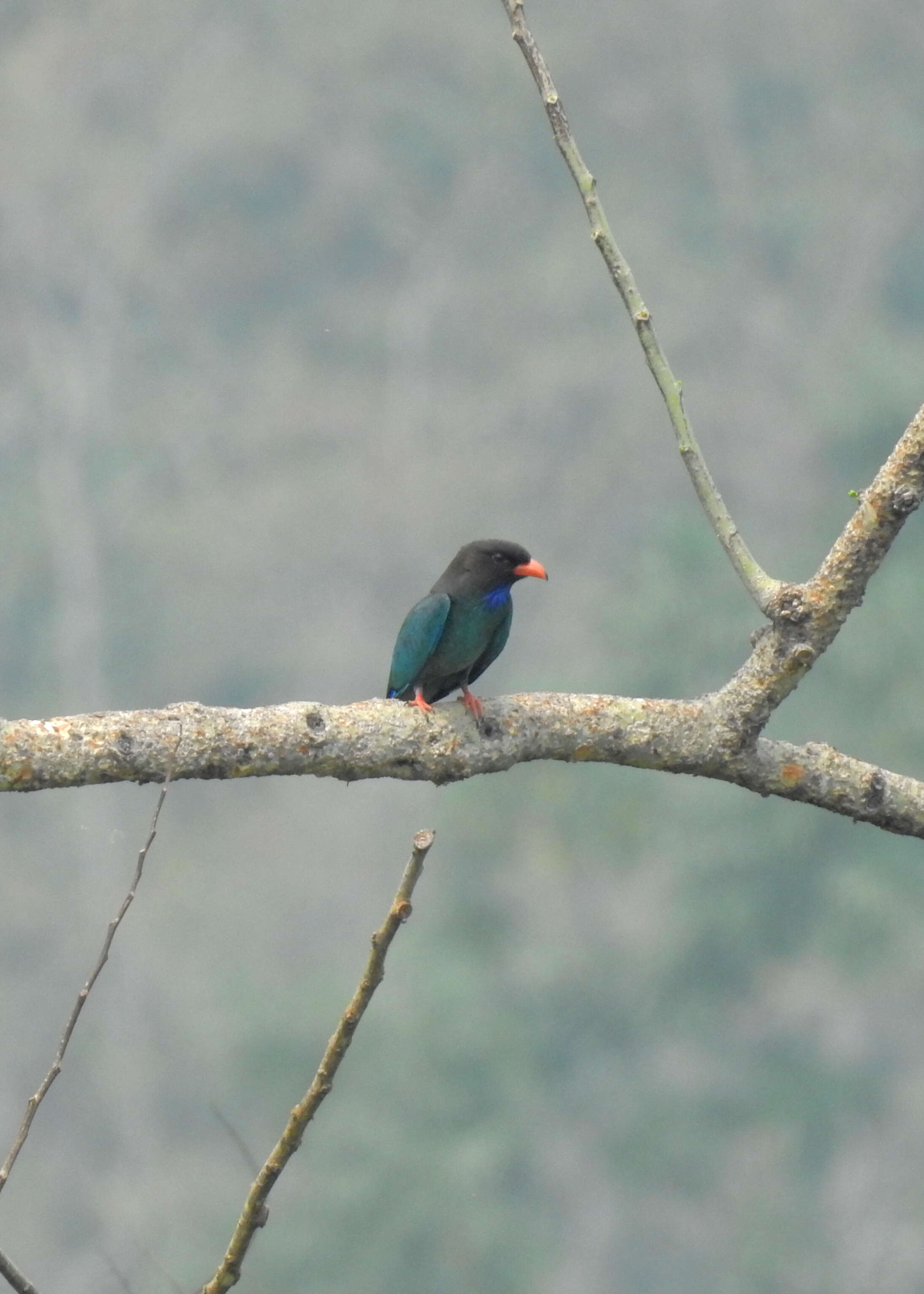 Image of Dollarbird