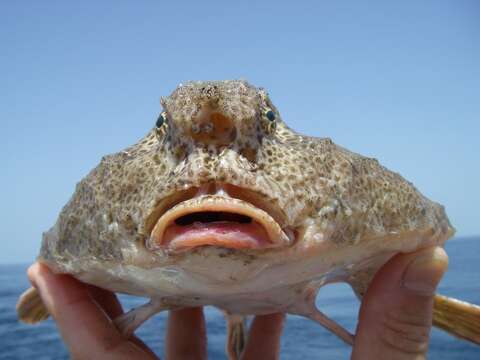 Image of Slantbrown Batfish