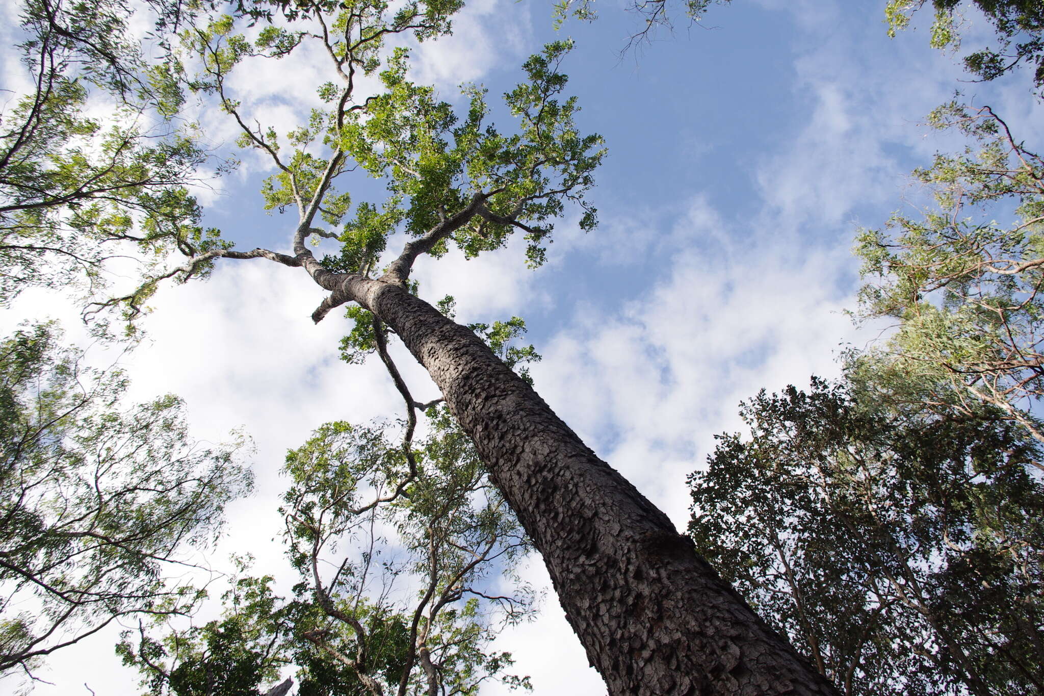 Image of Eucalyptus tetrodonta F. Müll.