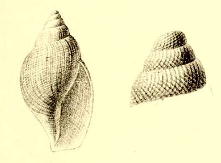 Image of Lusitanops lusitanicus (Sykes 1906)