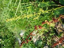 Rumex palustris Sm. resmi