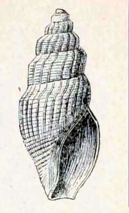 Image of Granotoma krausei (Dall 1887)
