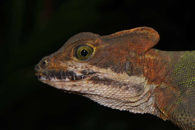 Image of Western basilisk