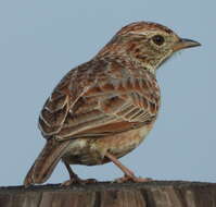 Image of Cape Clapper Lark