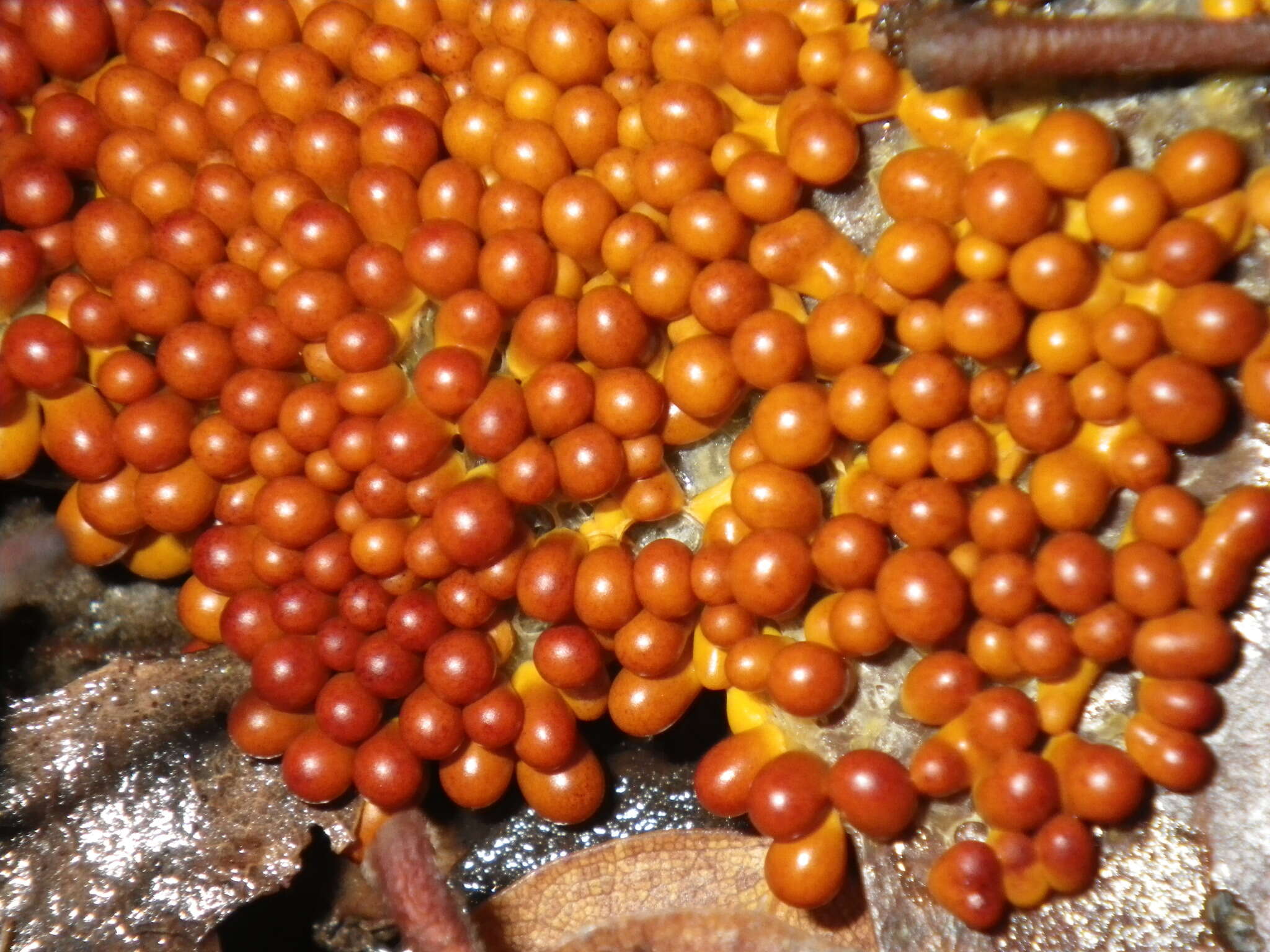 Image of Egg-shell Slime Mould