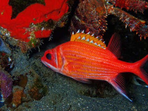 Image of Longjaw Squirrelfish