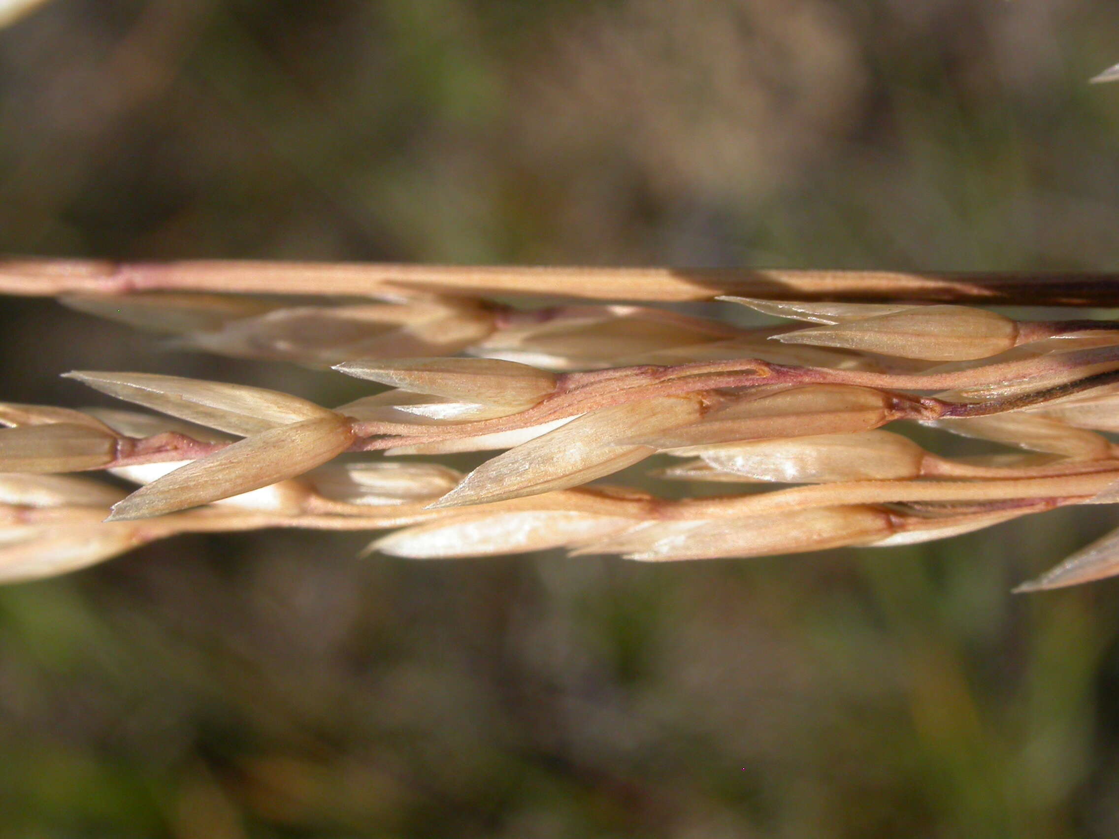 Plancia ëd Festuca campestris Rydb.