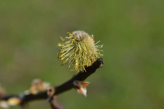 Image of goat willow