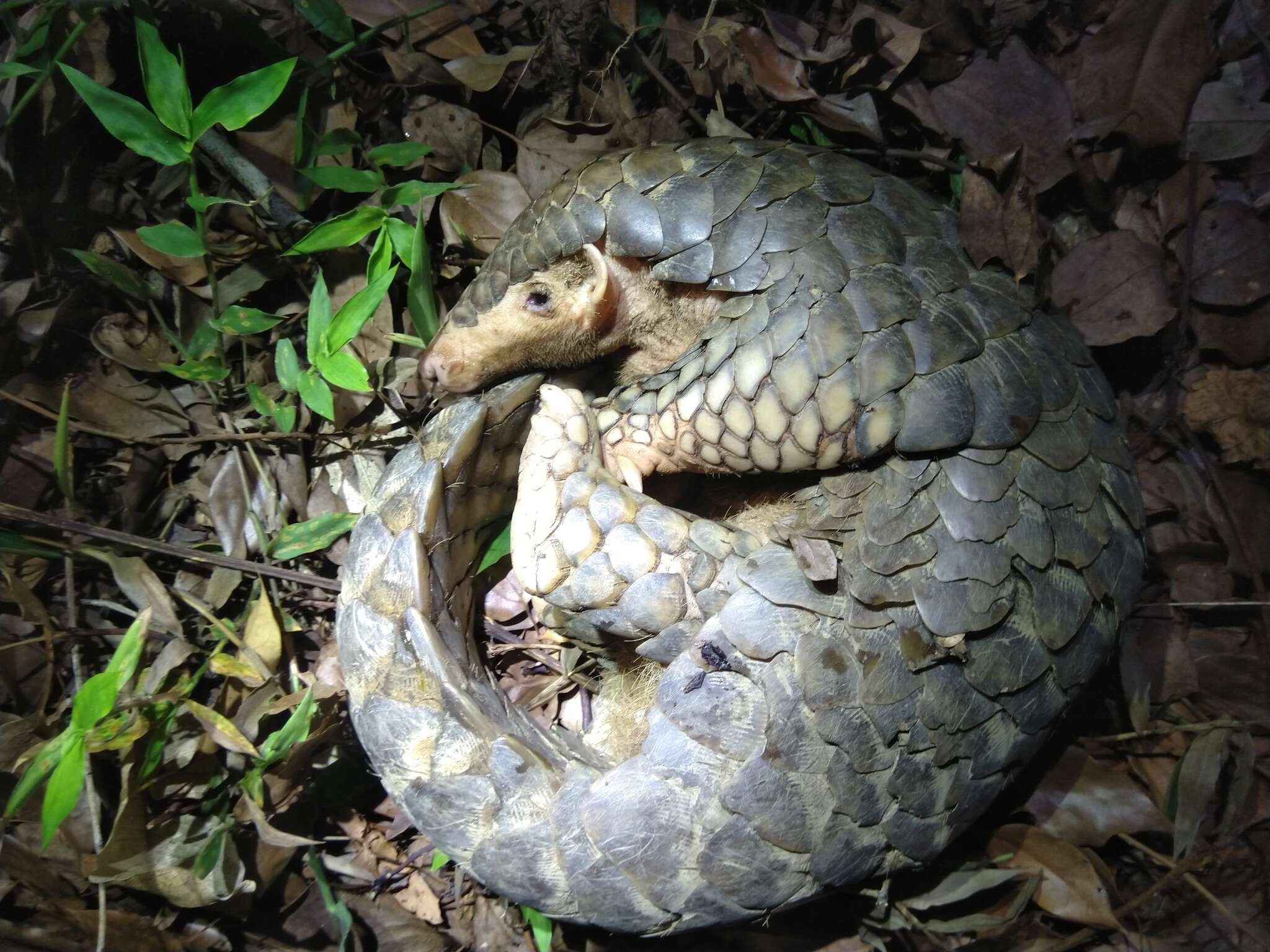 Image of Chinese Pangolin