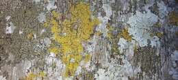 Image of lemon lichen