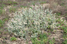 Image of Oak Ridge Lupine