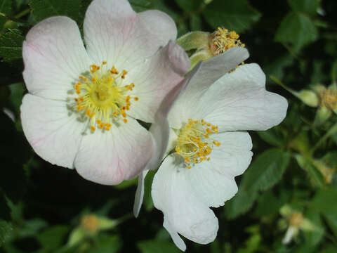 Image of Rosa stylosa Desv.