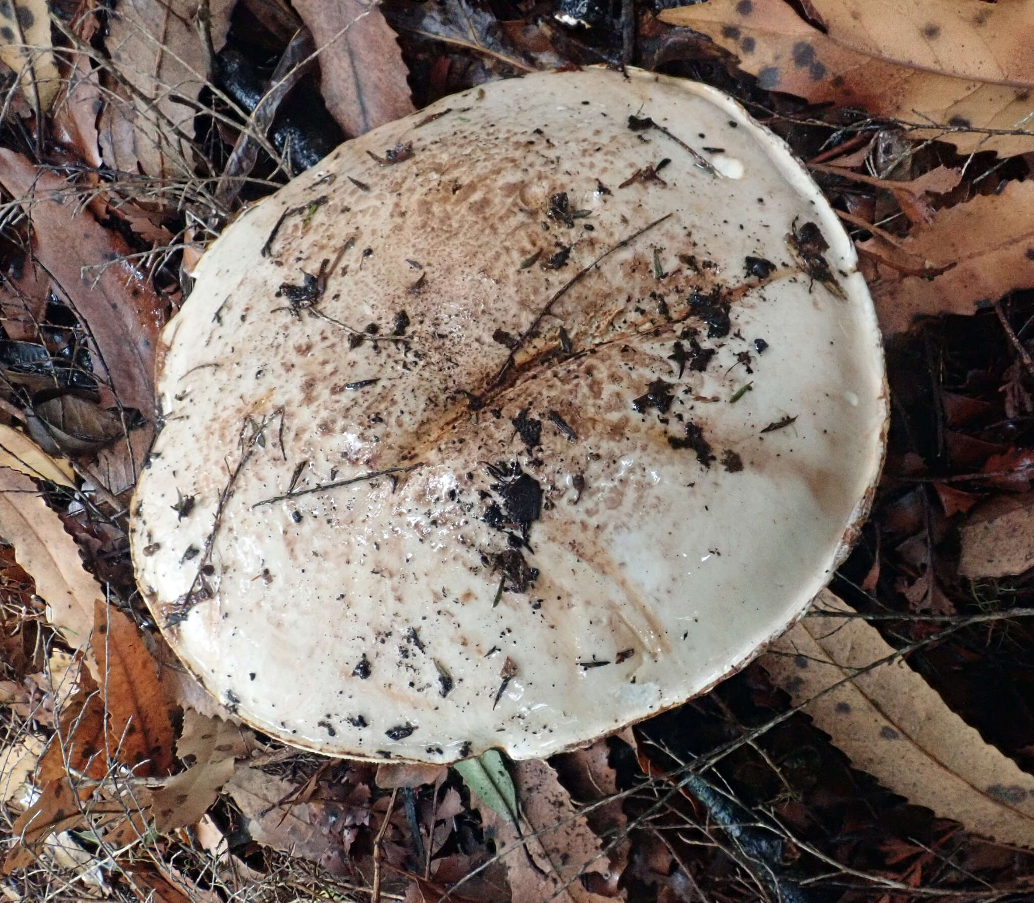 Image of Hebeloma victoriense A. A. Holland & Pegler 1983