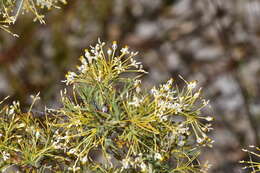 Image of Grevillea hortiorum