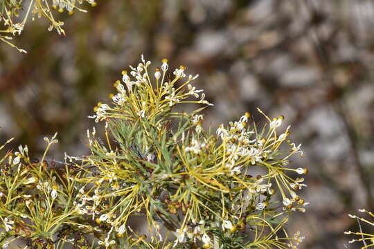 صورة Grevillea hortiorum