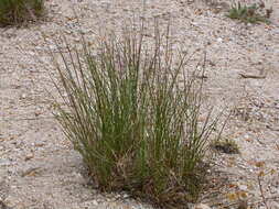 Image of western needlegrass