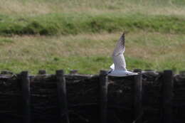 Image of Gull-billed Terns