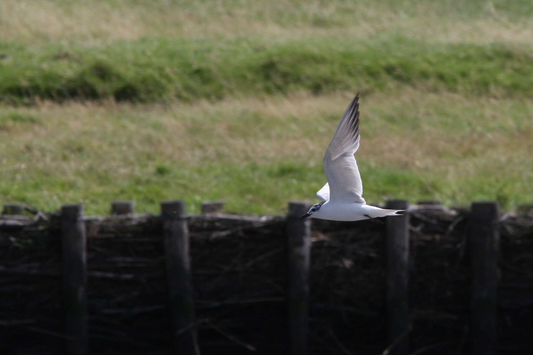 Image of Gull-billed Terns